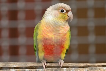 Green-cheeked parakeet ( Pyrrhura molinae ).
A Psittacidae bird that inhabits the rainforests of South America. It has green cheeks and scales on its belly.