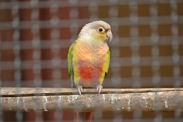Obraz premium Green-cheeked parakeet ( Pyrrhura molinae ). A Psittacidae bird that inhabits the rainforests of South America. It has green cheeks and scales on its belly.