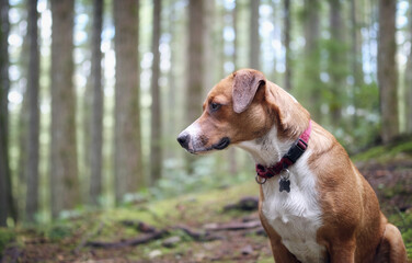 Happy dog sitting in front of defocused forest with tall trees. Side view of brown puppy dog looking at something intense and focused. 1 year old female Harrier mix dog, medium. Selective focus.