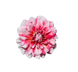 Pink Dahlia flower head isolated cutout on transparent