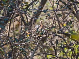 Anhinga Nesting Off in the Distance in a Tree