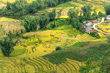 Obraz premium Admire the beautiful terraced fields in Y Ty commune, Bat Xat district, Lao Cai province northwest Vietnam on the day of ripe rice harvest.