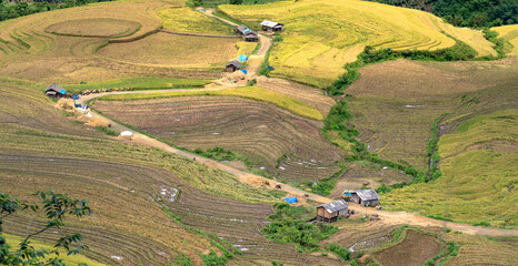Admire the beautiful terraced fields in Y Ty commune, Bat Xat district, Lao Cai province northwest Vietnam on the day of ripe rice harvest.
