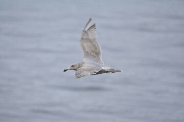Seagull in flight