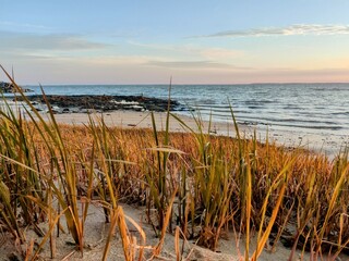 reeds on the beach
