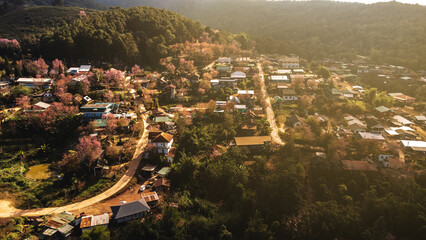 landscape of Beautiful Wild Himalayan Cherry Blooming pink Prunus cerasoides flowers at Phu Lom Lo Loei and Phitsanulok of Thailand