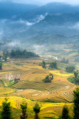 Fototapeta premium Admire the beautiful terraced fields in Y Ty commune, Bat Xat district, Lao Cai province northwest Vietnam on the day of ripe rice harvest.