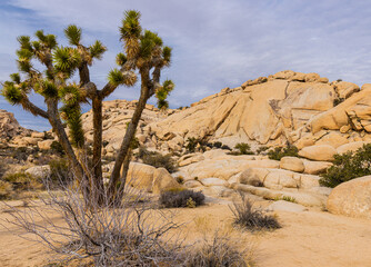 Joshua Trees (Yucca brevifolia) and Monzogranite Rock Formations on The Barker Dam Trail, Joshua...