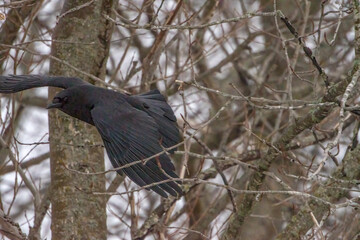 crow on the tree