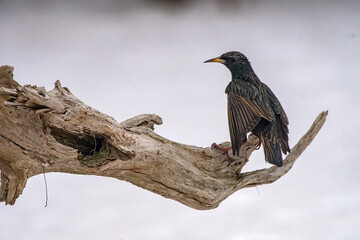 starling perched on a branch