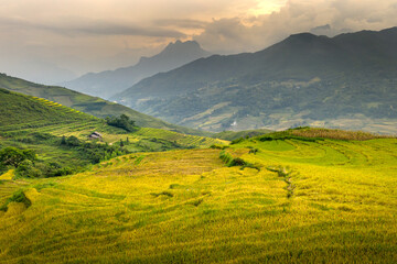 Fototapeta premium Admire the beautiful terraced fields in Y Ty commune, Bat Xat district, Lao Cai province northwest Vietnam on the day of ripe rice harvest. Rural landscape of Vietnam