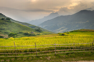 Fototapeta na wymiar Admire the beautiful terraced fields in Y Ty commune, Bat Xat district, Lao Cai province northwest Vietnam on the day of ripe rice harvest. Rural landscape of Vietnam