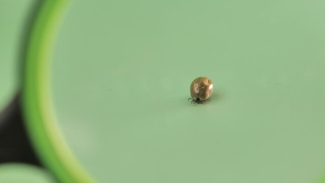 Mite macro under a magnifying glass on a green background. Bloodfilled swollen tick. Bloodsucking dangerous insect. 4k footage