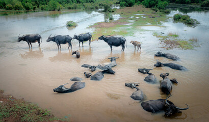 Buffalo bathing, soaking in the swamp