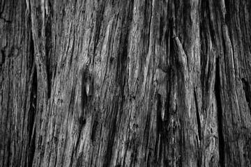 black and white old damaged weathered bark on tree