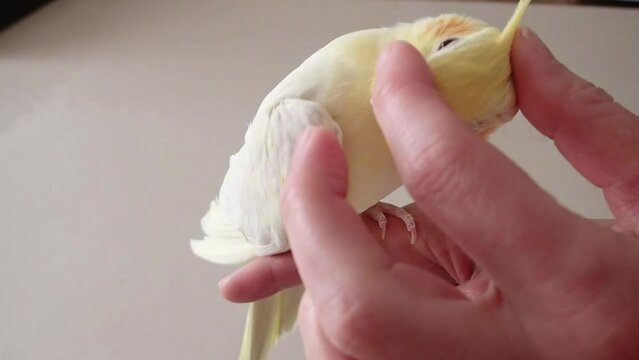 嬉しそうに頭を撫でられるオカメインコ