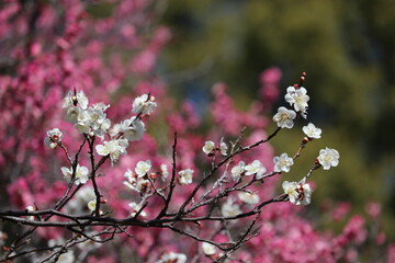 梅の花