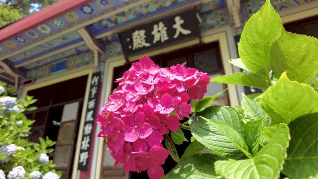 hydrangea suguk flower blooming in taejongsa buddhist temple, Taejongdae, Busan, South Korea, Asia