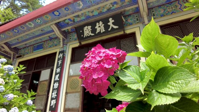 hydrangea suguk flower blooming in taejongsa buddhist temple, Taejongdae, Busan, South Korea, Asia