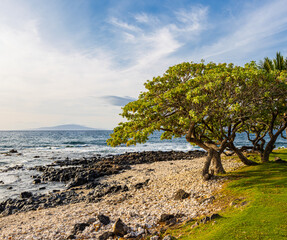 Fototapeta na wymiar Tropical Almond Tree on Wailea Beach With Lanai on The Horizon, Maui, Hawaii, USA