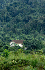 Beautiful mountain landscape with forest. Small house in the middle of the jungle