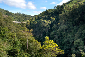 View from below the overhead bridge, spanning the beautiful primeval forest at Mang Den in Kon...