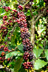 Clusters of ripe coffee berries on a tree branch