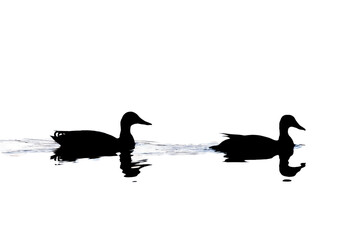 Silhouettes of a Mallard couple peacefully floating in the water.