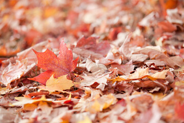 Autumn leaves on the ground