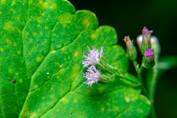 Various wild grass flowers blooming near a tropical forest. Native flora thriving in humid, natural...
