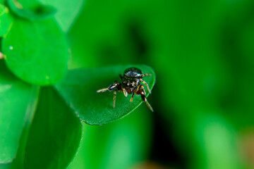 Naklejka premium Jumping spiders are a group of spiders that are known for their ability to jump several times their own body length. They are typically small in size, with most species ranging from 1 to 25 mm in leng
