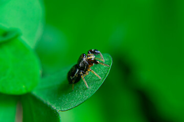Jumping spiders are a group of spiders that are known for their ability to jump several times their own body length. They are typically small in size, with most species ranging from 1 to 25 mm in leng