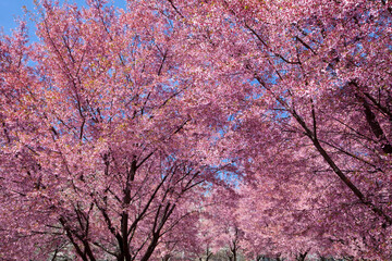 Cherry blossom trees in Flushing Meadows Corona Park at New York City