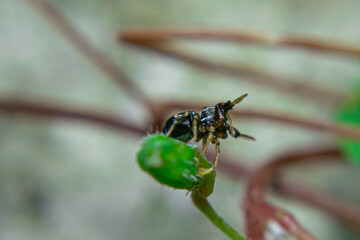 Jumping spiders are a group of spiders that are known for their ability to jump several times their own body length. They are typically small in size, with most species ranging from 1 to 25 mm in leng