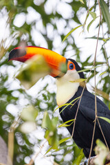 Toucan with beautiful orange bill