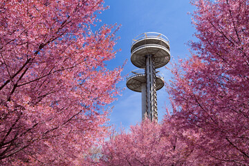 Cherry blossom trees in Flushing Meadows Corona Park at New York City