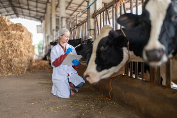 Female veterinarian in a white medical gown stands in a cowshed and records the data after a...