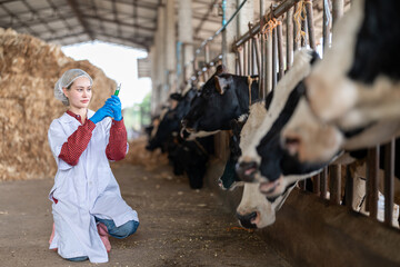 Veterinarian holding syringe with medicine for vaccination and cattle on background