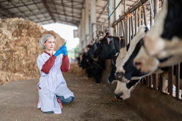 Veterinarian holding syringe with medicine for vaccination and cattle on background