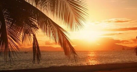 Tropical sunset with palm tree silhouette at beach - Powered by Adobe
