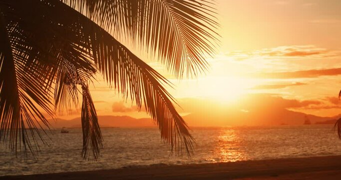 Tropical sunset with palm tree silhouette at beach