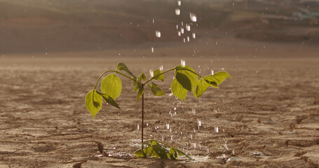 Close up shot of water drops falling on tiny plant in desert. Little sprout growing on cracked soil in dried lake - ecological disaster, save our planet 