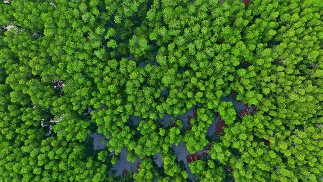 マングローブ林　空撮