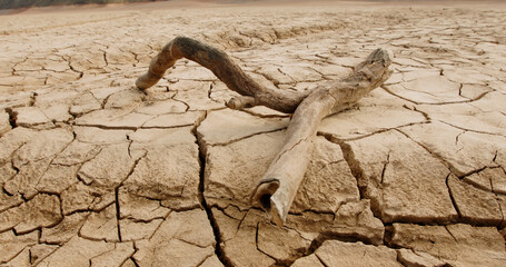 Close up shot of dead branch lying on deserted ground. Driftwood on cracked soil mud dried after erosions and desertification - ecological disaster concept 