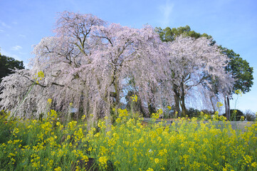 法華原華庭園の枝垂れ桜