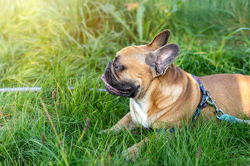 Fototapeta premium French bulldog puppy on walking in the summer park. Close up cute bulldog lying on the grass outside