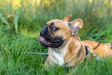 French bulldog puppy on walking in the summer park. Close up cute bulldog lying on the grass outside. 