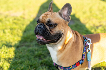 Fototapeta premium French bulldog puppy on walking in the summer park. Close up cute bulldog outside. 