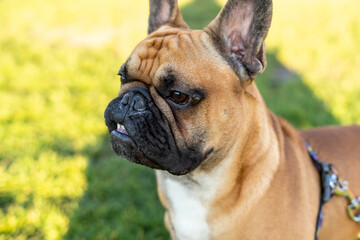 Obraz premium French bulldog puppy on walking in the summer park. Close up cute bulldog outside. 