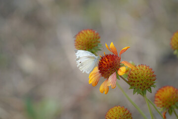 A small white butterfly lands on a red Indian blanket with gold trim.